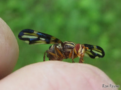 Idana marginata