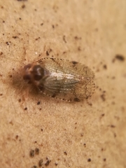 Cixius distinguendus