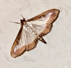 Cydalima perspectalis