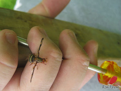 Idana marginata