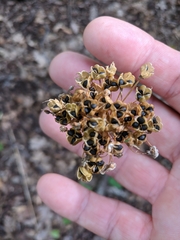 Allium decipiens quercetorum