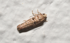 Blastesthia tessulatana