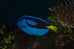 Paracanthurus hepatus