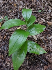 Polygonatum latifolium