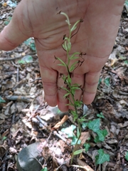 Platanthera chlorantha