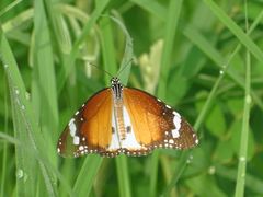 Danaus chrysippus alcippus