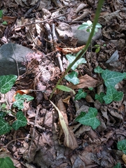 Platanthera chlorantha