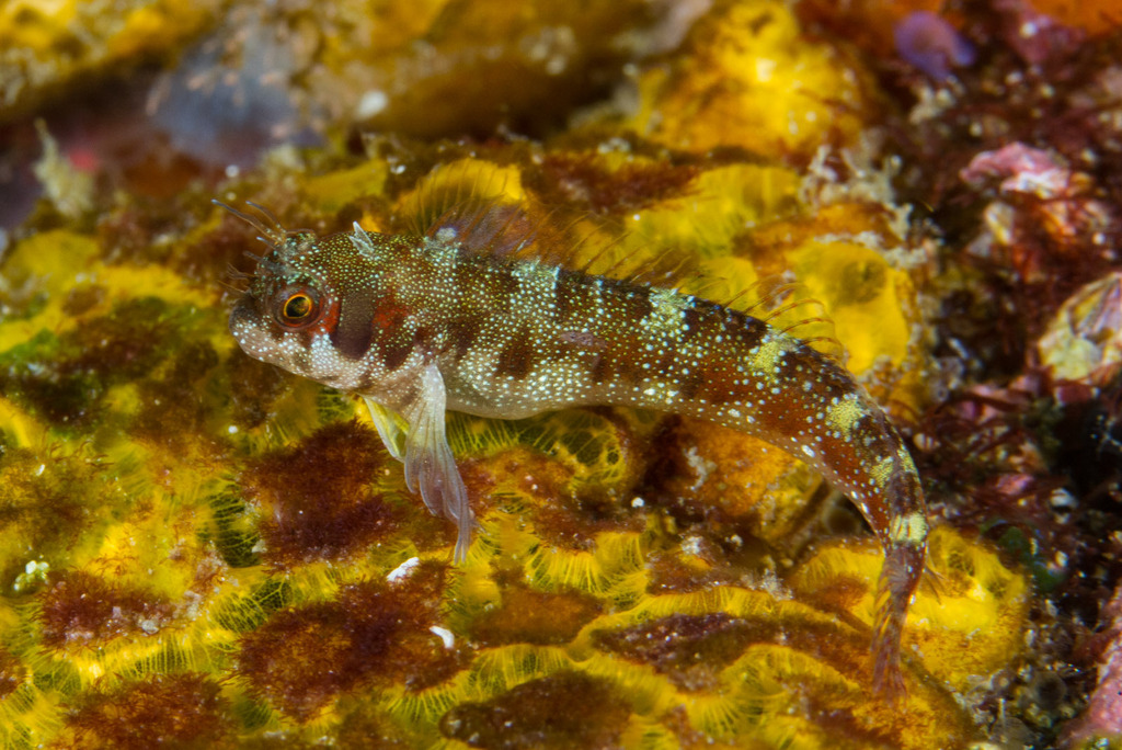 Banded Blenny