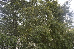 Alnus acuminata