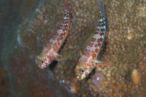 Randall's triplefin (Helcogramma randalli) — Tripterygiidae — 4