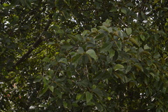 Alnus acuminata