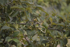 Alnus acuminata