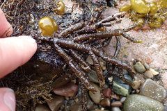 Splachnidium rugosum