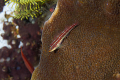 Helcogramma striata