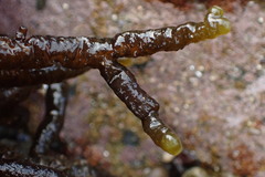 Splachnidium rugosum