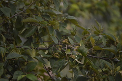 Alnus acuminata