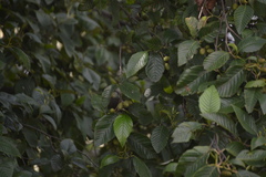Alnus acuminata