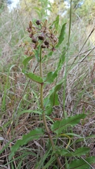 Asclepias contrayerba
