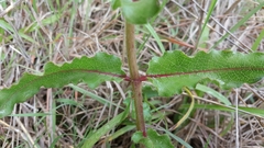 Asclepias contrayerba