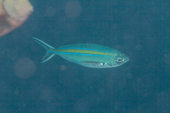 Caesio caerulaurea