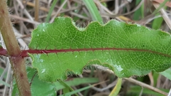 Asclepias contrayerba