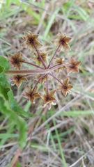 Asclepias contrayerba