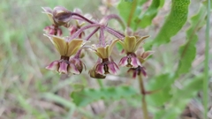 Asclepias contrayerba