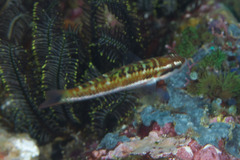 Thalassoma quinquevittatum