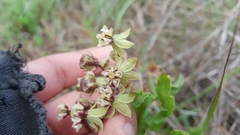 Asclepias contrayerba