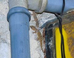 Hemidactylus turcicus