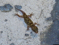 Hemidactylus turcicus