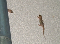Hemidactylus turcicus