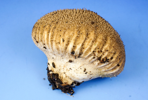 Lycoperdon americanum image