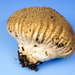 Lycoperdon americanum - Photo (c) Bill Sheehan, some rights reserved (CC BY-SA), uploaded by Bill Sheehan