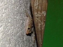 Hemidactylus turcicus