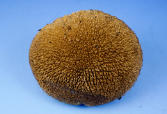 Lycoperdon americanum image
