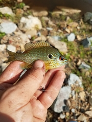 Lepomis marginatus