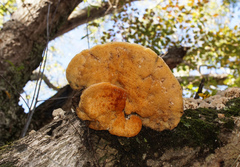 Pseudospongipellis unicolor