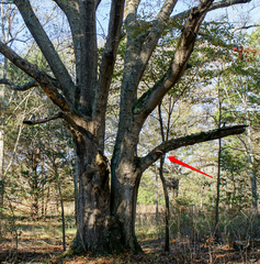 Pseudospongipellis unicolor