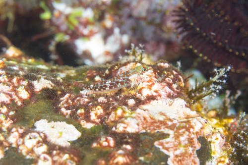 Randall's triplefin (Helcogramma randalli) — Tripterygiidae — 2