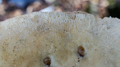 Pseudospongipellis unicolor