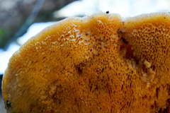 Pseudospongipellis unicolor