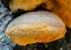 Pseudospongipellis unicolor