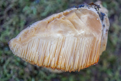 Pseudospongipellis unicolor