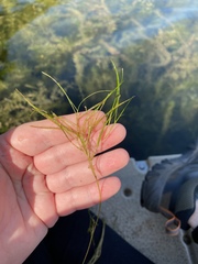 Potamogeton zosteriformis