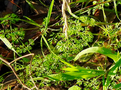 Daucus glochidiatus