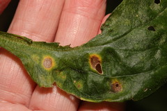 Ramularia lychnidicola