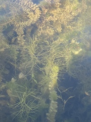 Potamogeton zosteriformis