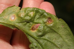 Ramularia lychnidicola