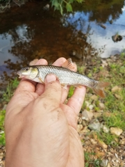 Nocomis leptocephalus